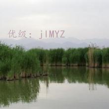 ת